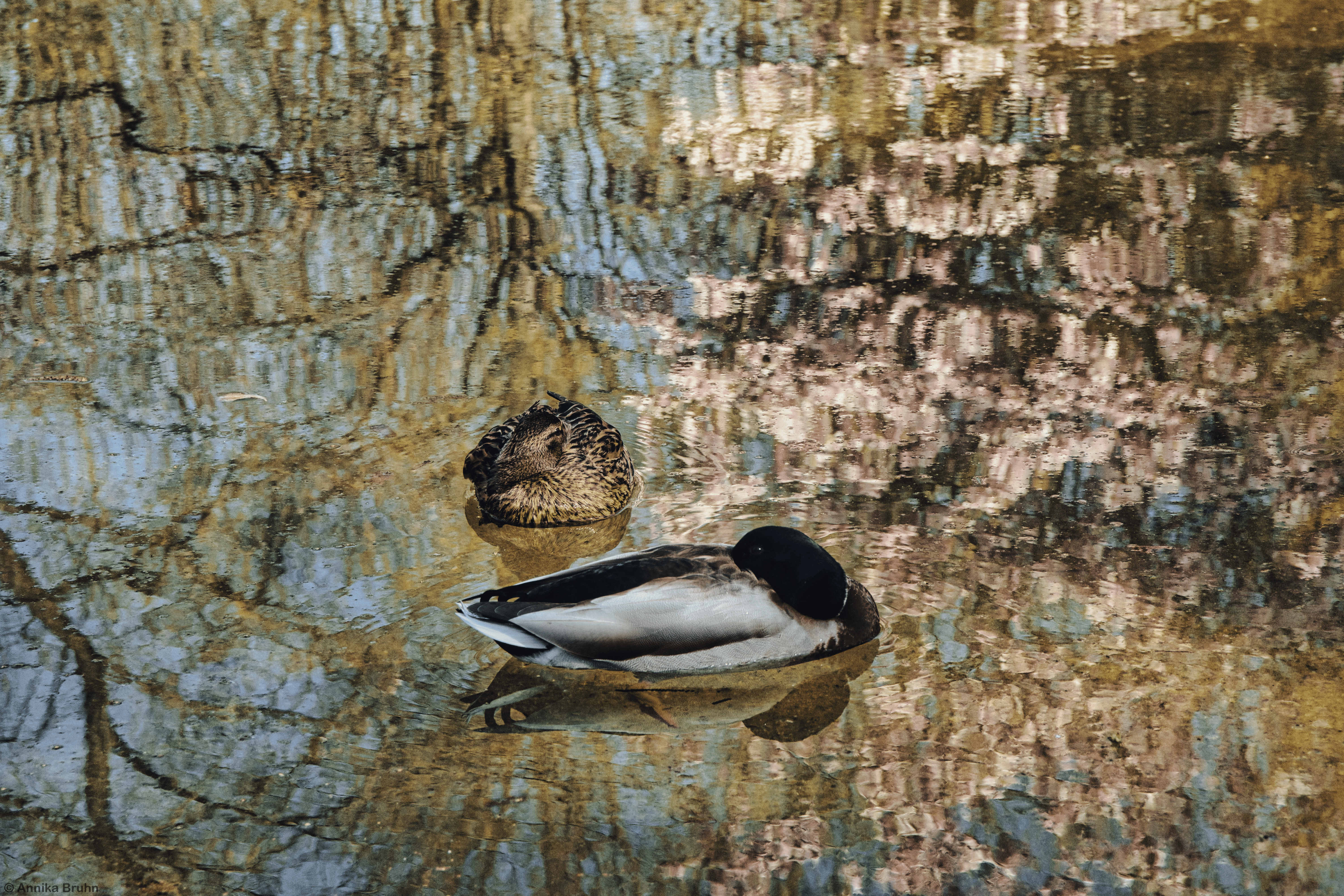 Enten auf dem Teich